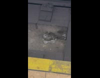 Two rats mate on tracks 