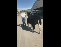 Big cow has glitter on its skin 