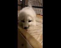 White fox dog makes laugh noise