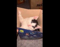 Submitter shows kitten inside happy meal box 