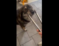 Filmer uses thongs at dog mouth