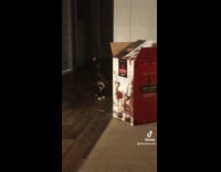 Two cats play in the living room