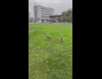 Wild duck quacks repeatedly and then stares at filmer