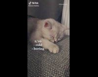 Girl rates sleeping positions of grey kitten 