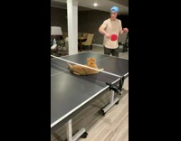 Orange cat lays on ping pong table 