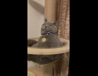 Grey cat sitting on tower looks shocked 