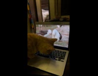Cat touches screen watch video on laptop