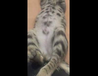 Grey cat lays on womans legs 