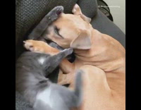 Large brown dog grey cat play wrestle 