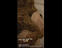 Brown dog sleeps with stuffed animal toy