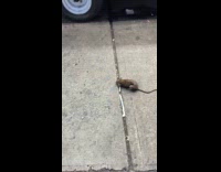 Rat roams around street near food truck