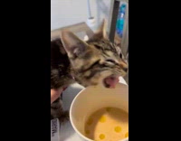 Collab Clips MPUGC - Cat gags from drinking coffee