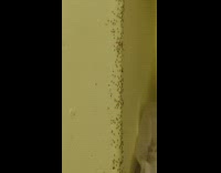 Ant with insects forms trail on wall