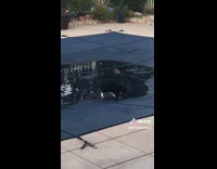 Collab Clips MPUGC - Cat running around the pool cover 