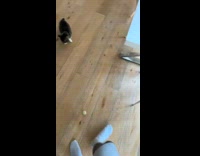 Man plays pingpong ball with his cat 