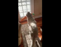 Dog looks out door with carrot toy 