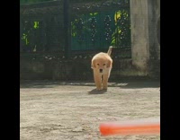 Brown golden retriever puppy runs orange pen
