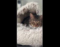 Collab BitchIG2 - Cat with one eye closed freaks out owner