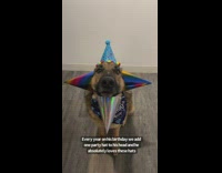 Dog adds new party hat every year for birthday 