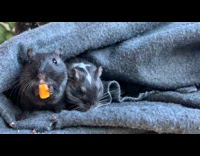 Two small mouse with blanket munches corn