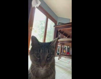 Guy trying not to say something homophobic cat 