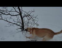 Brown dog pull branches from tree snow