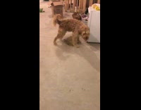 Girls take a video in basement and dog pees on the floor