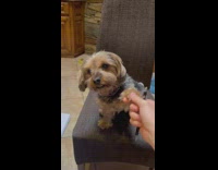 Pet dog paws held by filmer while its teeth shows