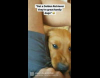 Dog pokes head in between legs 