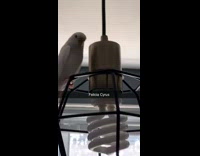 Bird rocks back and forth ceiling light