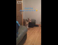 Collab Clips MPUGC2 - Dog tries to jump on foot chair and hits wall