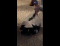 [Duplicate Clipsig] Woman petting pet skunk 