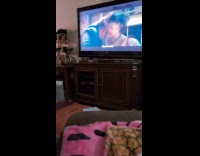 Cat got scared at the horror movie