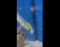 Bigger fish biting onto top fin of small blue fish