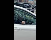 White cat meme sticker placed on car window