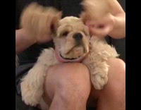Guy plays with brown dog ears couch