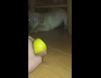 Brown puppy scared of lemon crawl backward