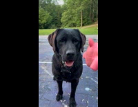 Dog growls at pink squeaky pig toy