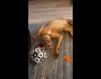 Dog lie down bites thread on paws