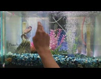 Collab DailyDoseOfInternet - Flowerhorn fish in tank follow finger bubbles
