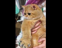 Girl rub belly of cat round eyes