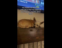 Taxidermy dog displayed on home fireplace mantel 