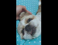 Dog on blue polka dot pillow bed