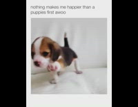 puppy first howl