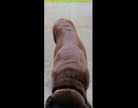 Black dog stretches body after good sleep 