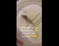 Collab BitchMP - Girl pulls of stink bug legs trying to save it 