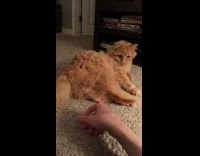 Cat moves foot feet away from guy 