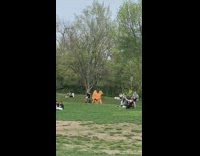 Two Guys Walk in Camel Costume at Park