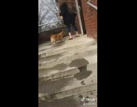 Lost corgi dog follows girl into her college dorm