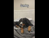 Lady Greets Dog Every Morning and Dog Yawns Back